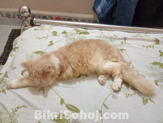 পিওর পার্শিয়ান বিড়াল